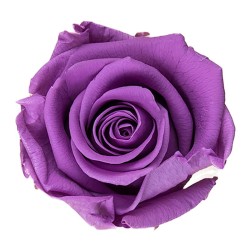 Rose stabilisée Standard lilas – rose éternelle stabilisée pour coffrets Saint-Valentin, vente en gros