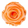 Rose stabilisée Standard pêche – rose stabilisée en gros