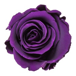 Rose stabilisée Standard violet – rose éternelle pour fleuristes, prix grossiste professionnels
