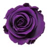 Rose stabilisée Standard violet – rose éternelle pour fleuristes, prix grossiste professionnels