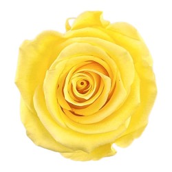 Rose stabilisée Standard jaune doux – rose éternelle en gros