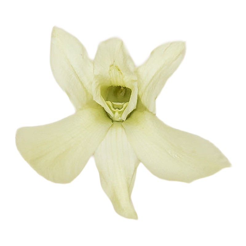 Orchidée Dendrobium stabilisée vert citron – grossiste en fleurs stabilisées