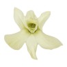 Orchidée Dendrobium stabilisée vert citron – grossiste en fleurs stabilisées