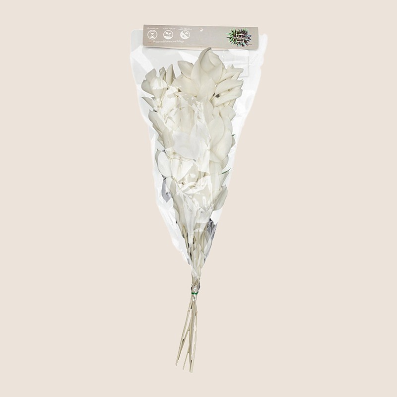 Ruscus stabilisé blanc – grossiste en feuillage stabilisé