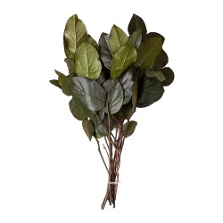 Salal stabilisé vert – grossiste en feuillage stabilisé