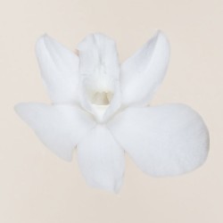 Orchidée Dendrobium stabilisée blanc – fleurs stabilisées pour compositions qui durent des mois, prix grossiste