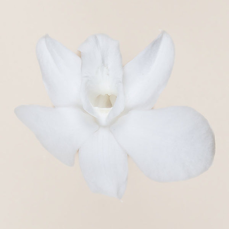 Orchidée Dendrobium stabilisée blanc – fleurs stabilisées pour compositions qui durent des mois, prix grossiste
