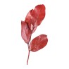 Salal stabilisé rouge – acheter du feuillage stabilisé en gros