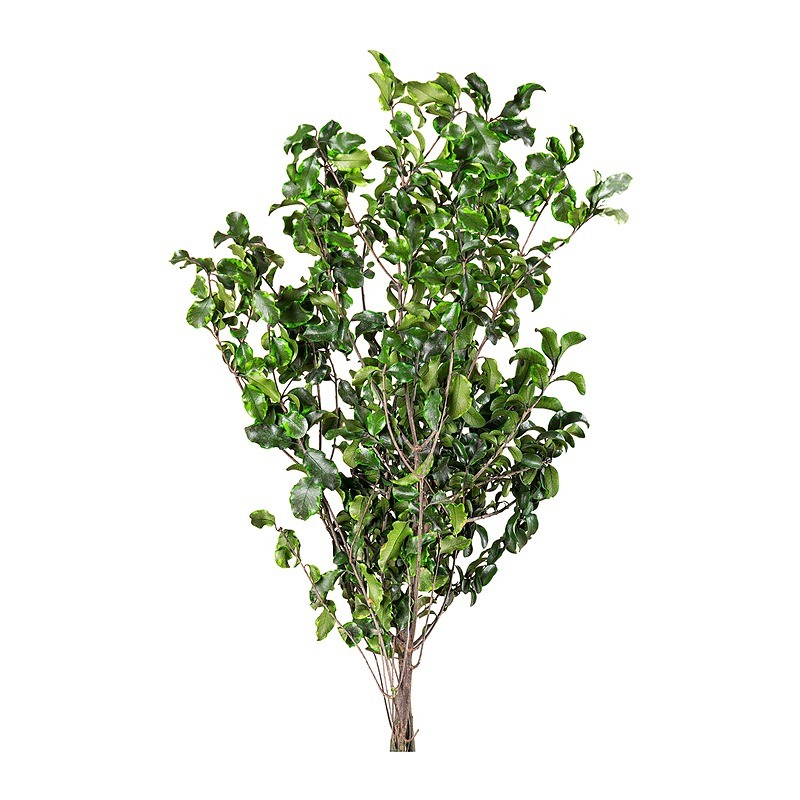 Pittosporum stabilisé vert – grossiste en feuillage stabilisé