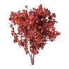 Pittosporum stabilisé rouge – acheter du feuillage stabilisé en gros