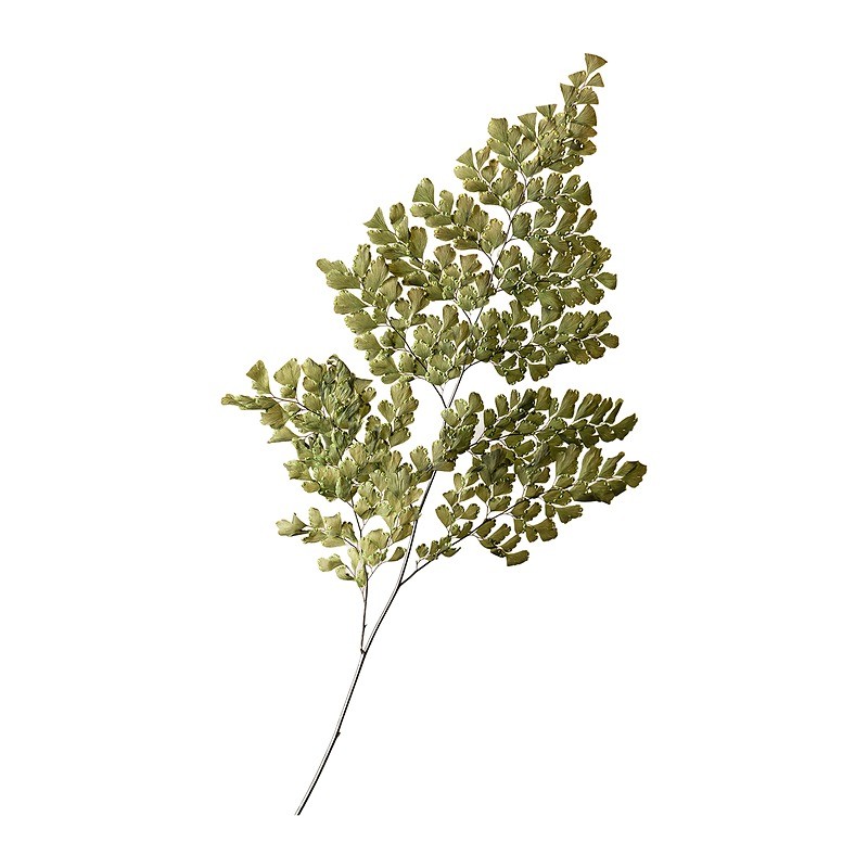 Fougère Lutti stabilisée vert – grossiste en feuillage stabilisé