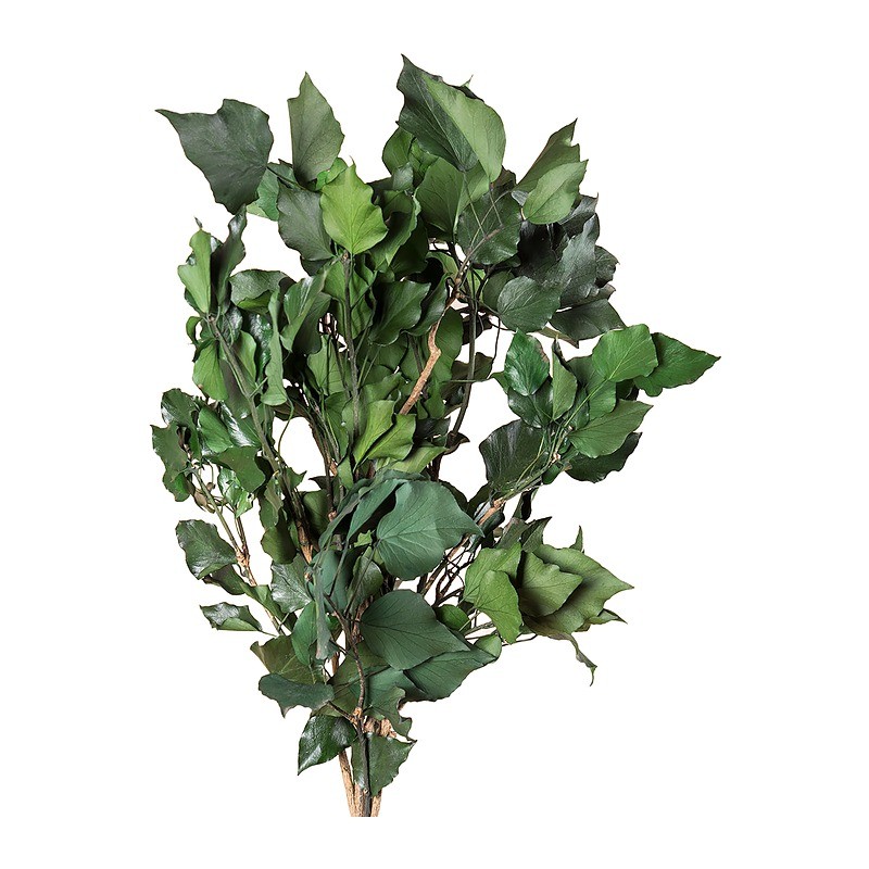 Lierre Hedera Arborea stabilisé vert – grossiste en feuillage stabilisé