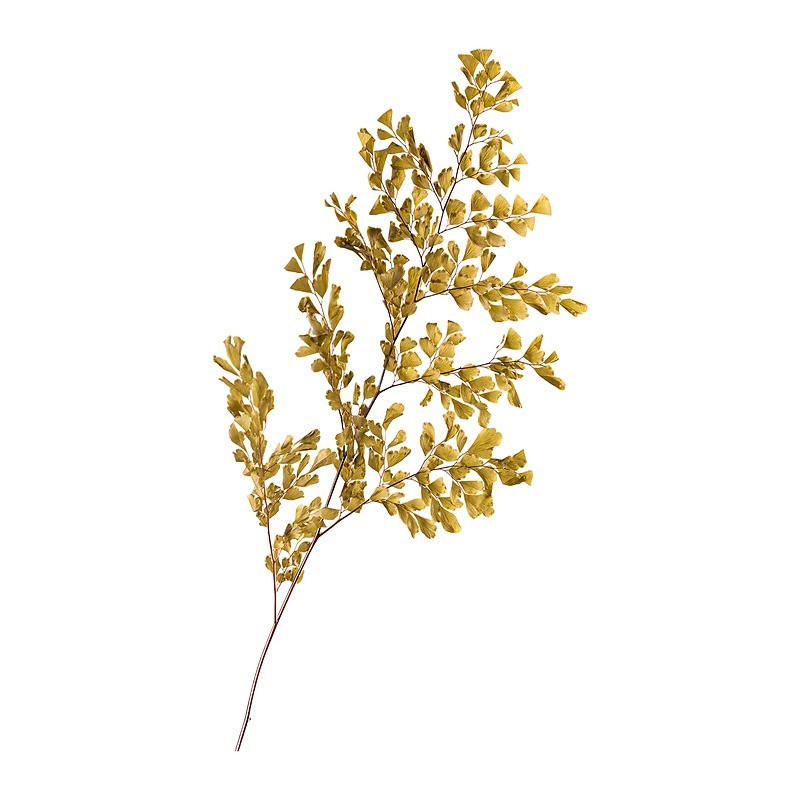Fougère Lutti stabilisée vert olive – acheter du feuillage stabilisé en gros