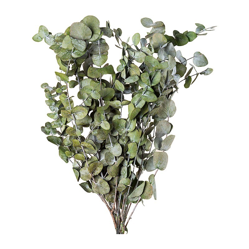Eucalyptus Cinerea stabilisé vert – grossiste en feuillage stabilisé