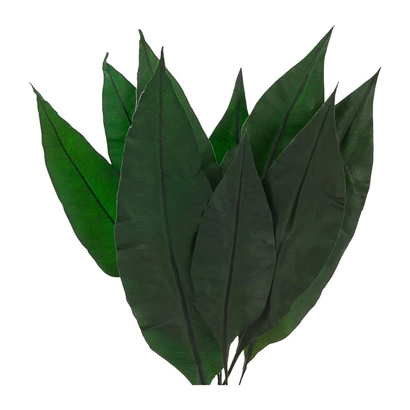 Feuille tropicale stabilisée vert – grossiste en feuillage stabilisé
