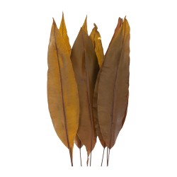 Feuille tropicale stabilisée vert olive – acheter du feuillage stabilisé en gros