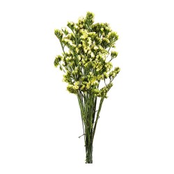 Statice stabilisé jaune – grossiste en fleurs stabilisées