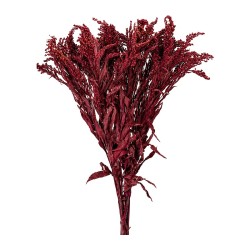 Solidago stabilisé bordeaux – grossiste en fleurs stabilisées