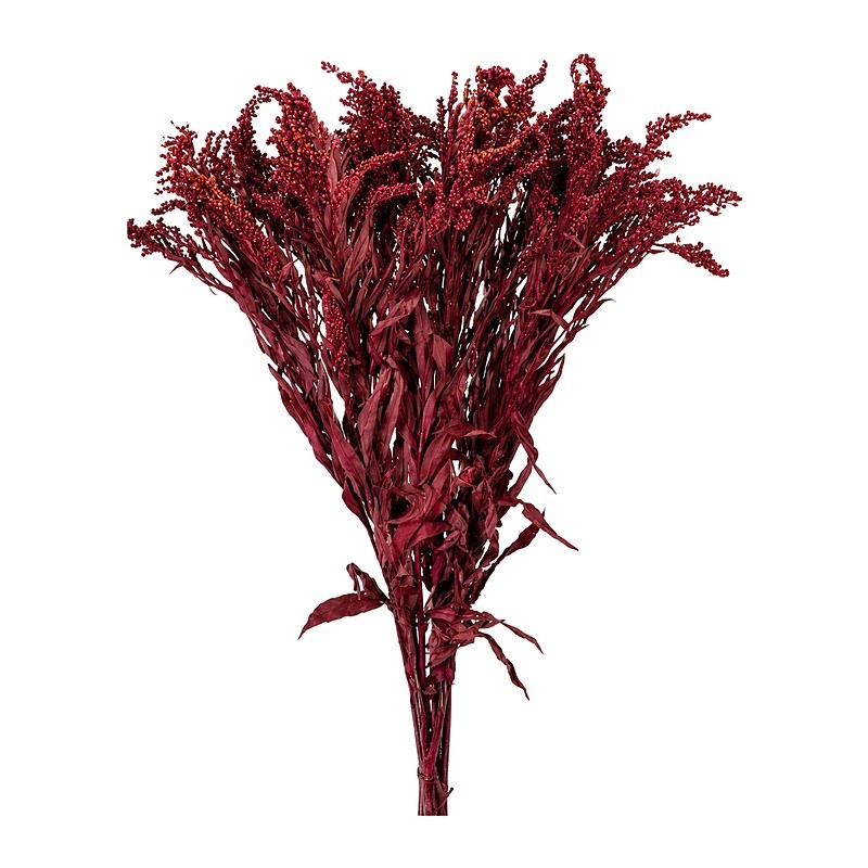 Solidago stabilisé bordeaux – grossiste en fleurs stabilisées