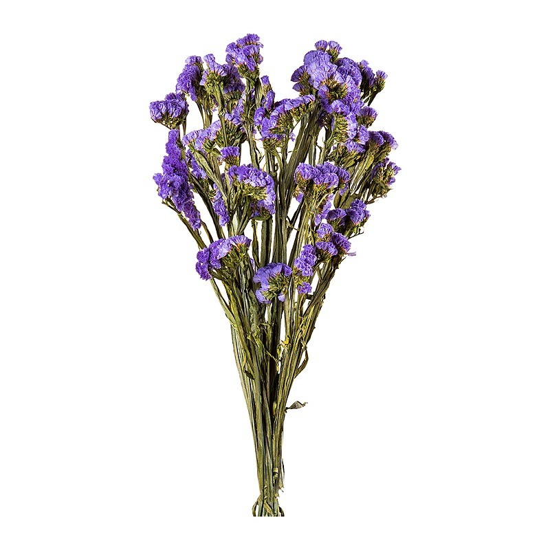 Statice stabilisé lilas – fleurs stabilisées en gros