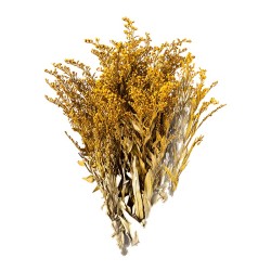 Solidago stabilisé jaune – acheter des fleurs stabilisées en gros