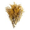 Solidago stabilisé jaune – acheter des fleurs stabilisées en gros