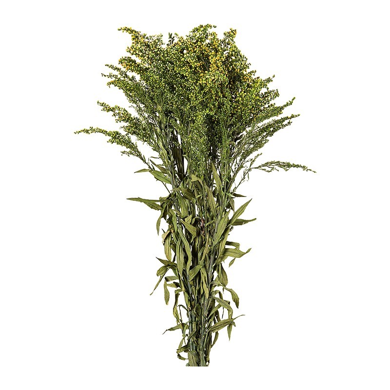 Solidago stabilisé vert – fleurs stabilisées en gros