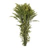 Solidago stabilisé vert – fleurs stabilisées en gros