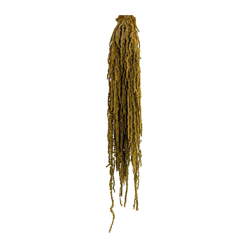 Amarante stabilisée vert amande – feuillage stabilisé en gros