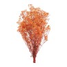 Gypsophile stabilisée orange – grossiste en fleurs stabilisées