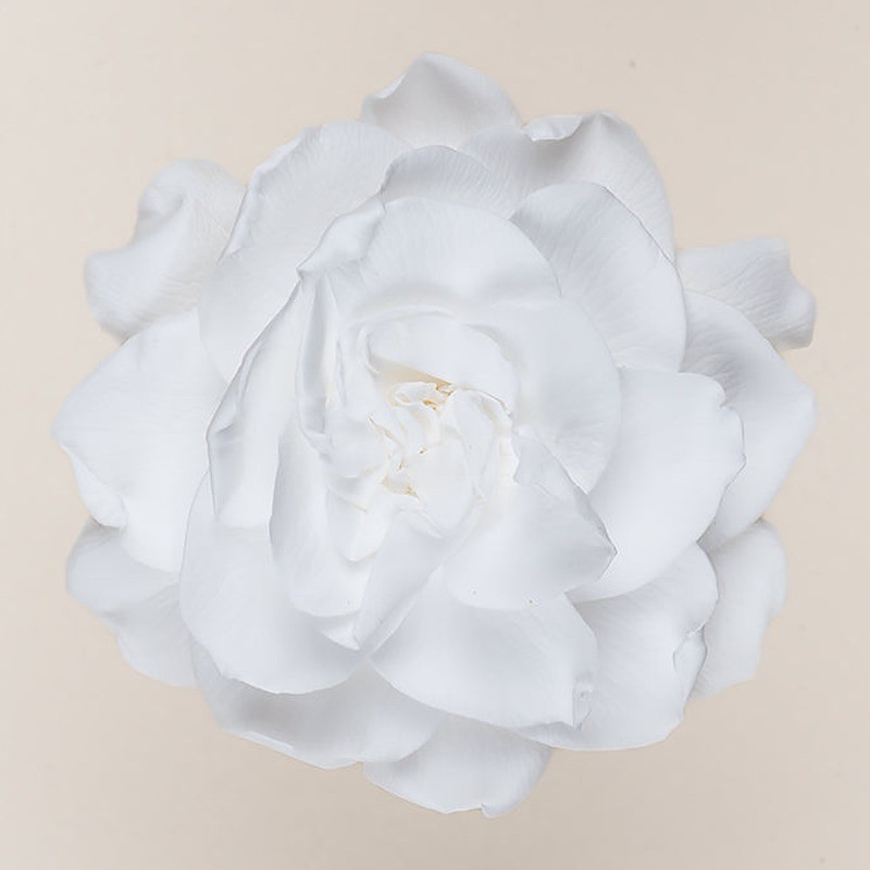 Gardénia stabilisé blanc – acheter des fleurs stabilisées en gros