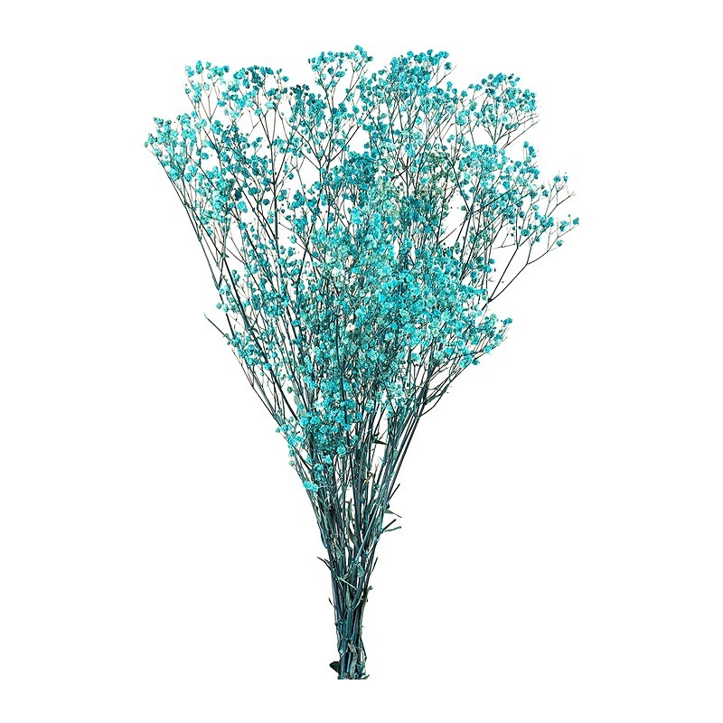 Gypsophile stabilisée bleu clair – grossiste en fleurs stabilisées