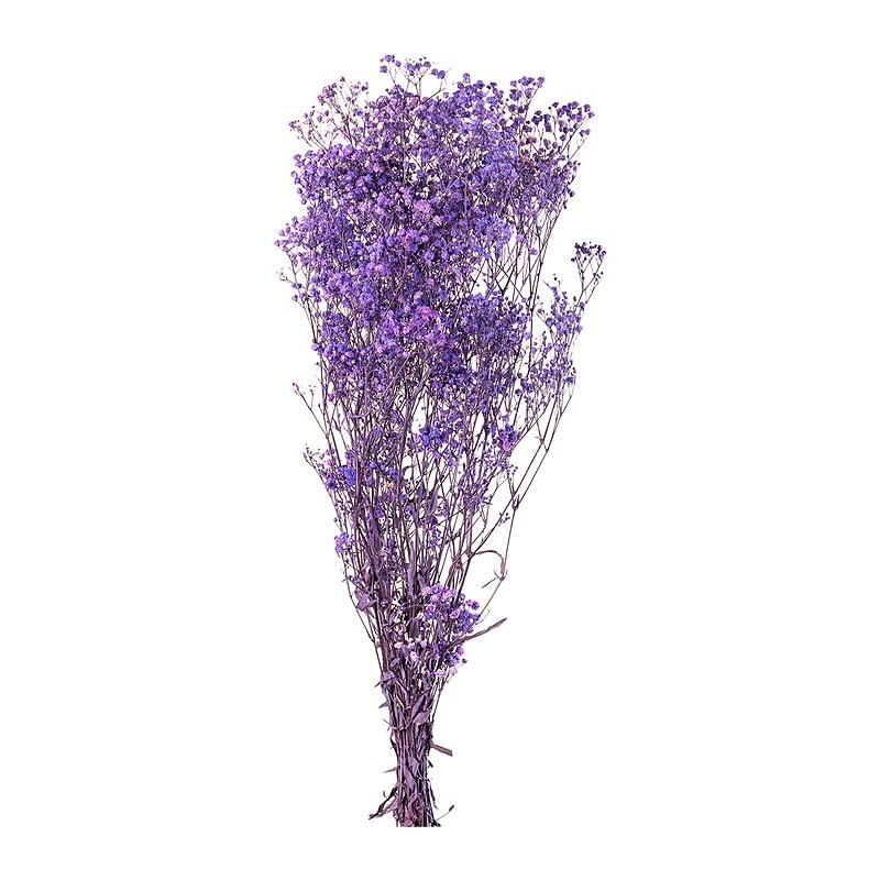 Gypsophile stabilisée violet – acheter des fleurs stabilisées en gros