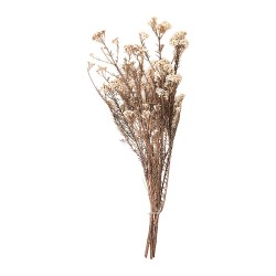 Diosmi (fleur de riz) stabilisée blanc naturel – grossiste en fleurs stabilisées