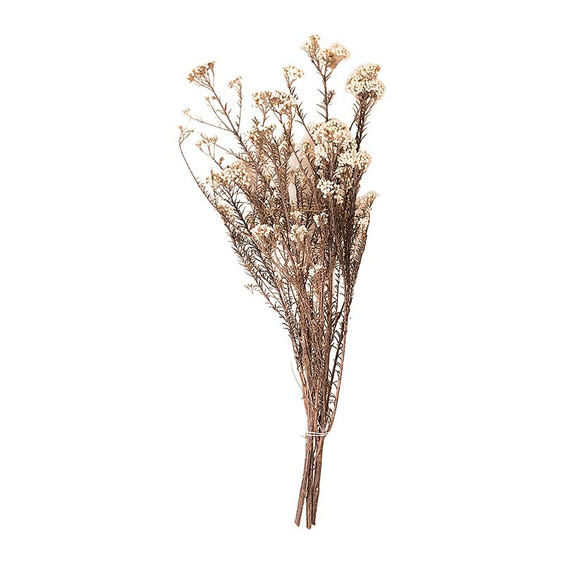 Diosmi (fleur de riz) stabilisée blanc naturel – grossiste en fleurs stabilisées