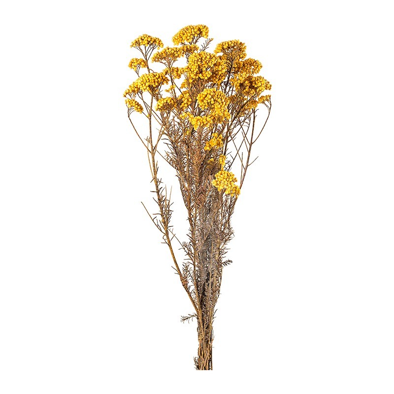 Diosmi (fleur de riz) stabilisée jaune – acheter des fleurs stabilisées en gros