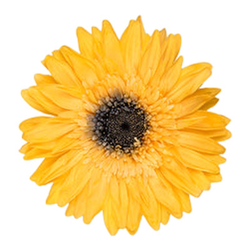 Gerbera stabilisé jaune soleil – grossiste en fleurs stabilisées
