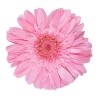 Gerbera stabilisé rose pastel – acheter des fleurs stabilisées en gros
