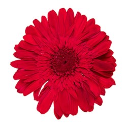Gerbera stabilisé rouge – fleurs stabilisées en gros