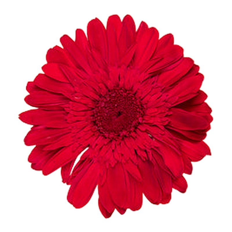 Gerbera stabilisé rouge – fleurs stabilisées en gros