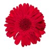 Gerbera stabilisé rouge – fleurs stabilisées en gros