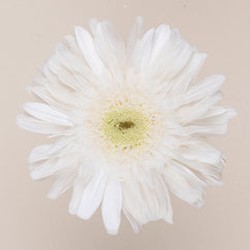 Gerbera stabilisé blanc – fleurs stabilisées pour compositions qui durent des mois, prix grossiste