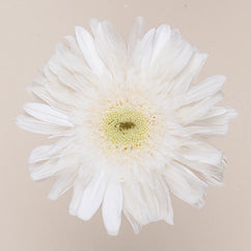 Gerbera stabilisé blanc – fleurs stabilisées pour compositions qui durent des mois, prix grossiste