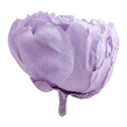 Pivoine stabilisée lilas – fleurs stabilisées en gros