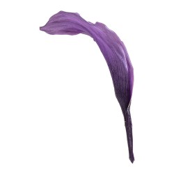 Mini-calla stabilisé lilas – fleurs stabilisées pour compositions qui durent des mois, prix grossiste