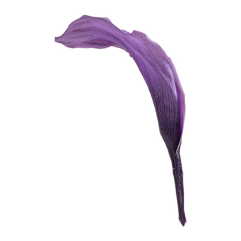 Mini-calla stabilisé lilas – fleurs stabilisées pour compositions qui durent des mois, prix grossiste