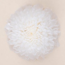 Chrysanthème Focus stabilisé blanc – grossiste en fleurs stabilisées
