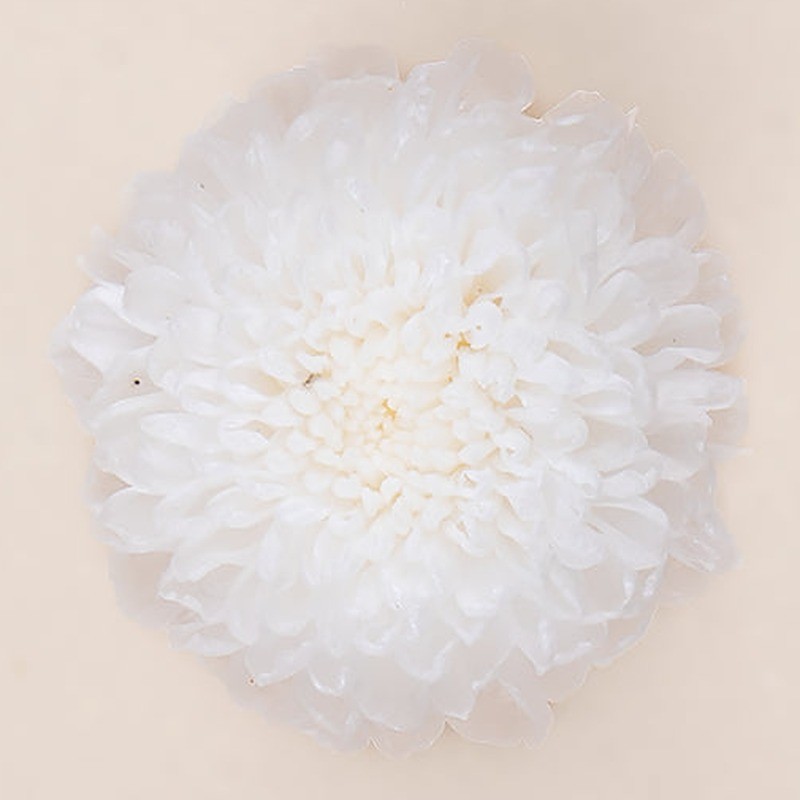 Chrysanthème Focus stabilisé blanc – grossiste en fleurs stabilisées