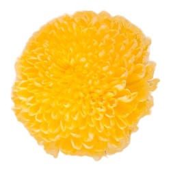 Chrysanthème Focus stabilisé jaune doux – fleurs stabilisées en gros