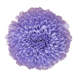Chrysanthème Focus stabilisé lilas – grossiste en végétal stabilisé